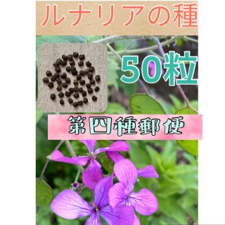 ルナリアの種  50粒  普通郵便(その他)