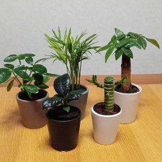 素敵な観葉植物◆５点セット◆パキラ　テーブルヤシ　ゴムの木　キングバンブー他(その他)