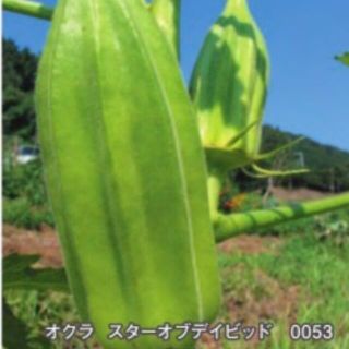 むーむー様専用ページ(野菜)