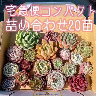 残り2時間限定❗️特別価格🔥お得な韓国苗20苗セット　宅急便コンパクト発送　多肉(その他)