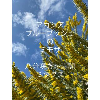 ちびまる様専用(ドライフラワー)