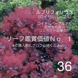 36. ルブリフォリウス スモークツリー 苗 苗木 雌株(プランター)