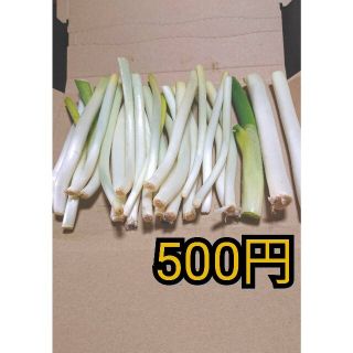 ✳️西田白ネギＢ品✳️ワンコイン(野菜)