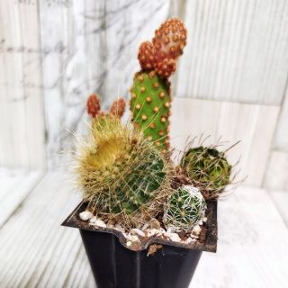 サボテン　寄せ植え(その他)