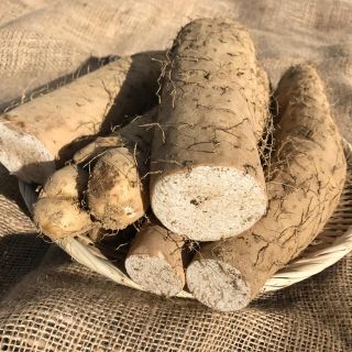 北海道ニシボふぁ〜む長いも川西産3kg(野菜)