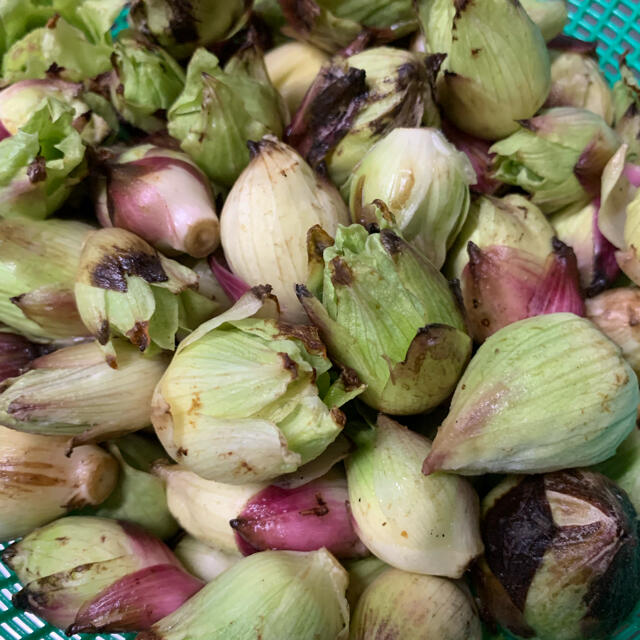 岩手県産ふきのとう　天然物　300g 食品/飲料/酒の食品(野菜)の商品写真