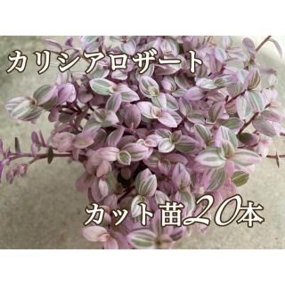 多肉植物 カリシアロザート カット苗20カット(プランター)