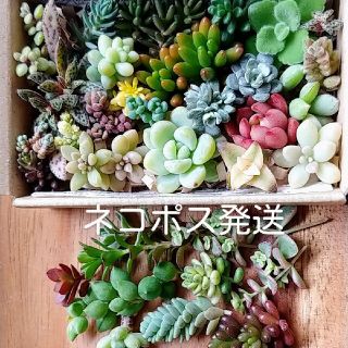 多肉植物カット苗⭐ネコポスS(その他)