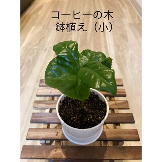 コーヒーの木　鉢植え（小） 品種：アラビカ種(その他)