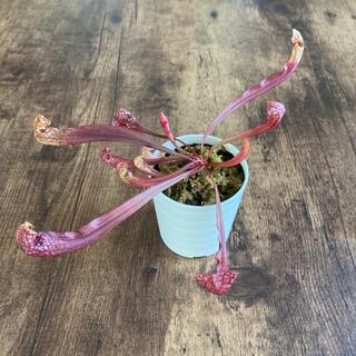 ❤️食虫植物❤️サラセニア　スカーレットベル(アクアリウム)
