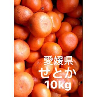 愛媛県産　せとか　柑橘　　10kg(フルーツ)