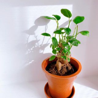 ガジュマル  土付き  観葉植物(プランター)