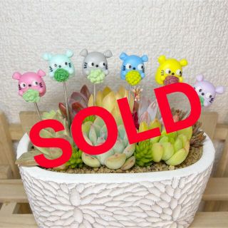 ハンドメイド　ガーデンピック　多肉を持ったコロンちゃんピック　多肉植物(その他)