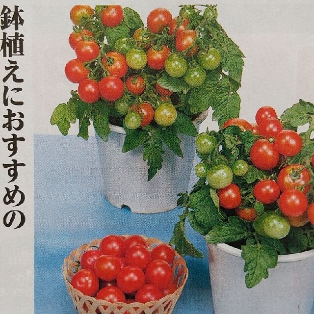 野菜の種        ミニトマト     レジナ ハンドメイドのフラワー/ガーデン(その他)の商品写真