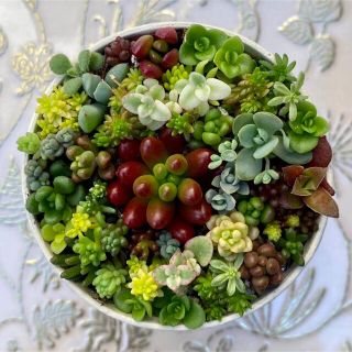 そのまま飾れる　多肉植物　セダム　寄せ植え(その他)