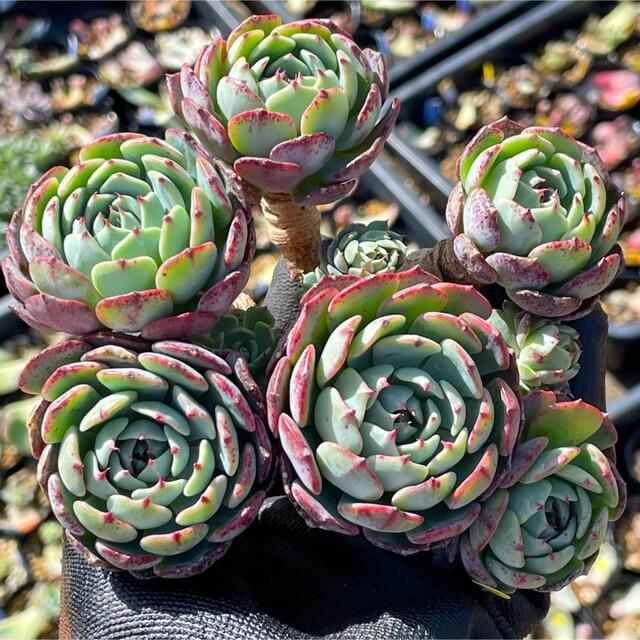 多肉植物　アンダミロ群生　大株