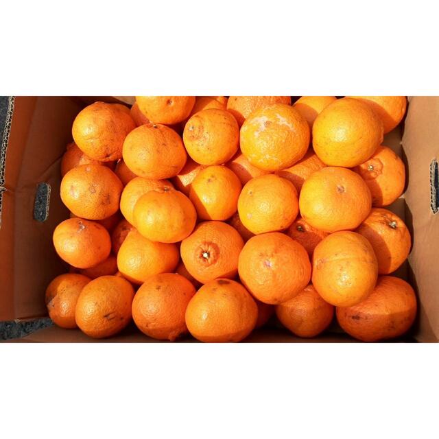 愛媛県　デコポン　柑橘　15kg