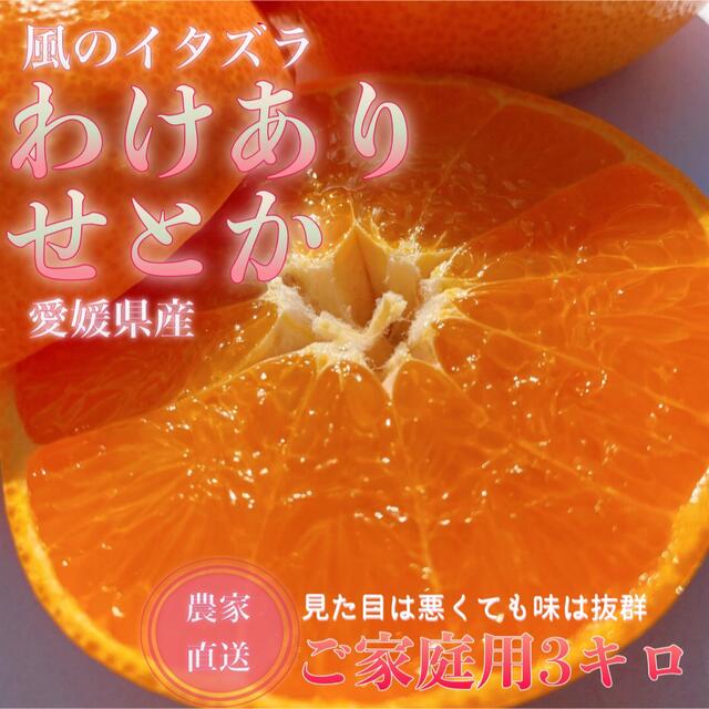 yomogi様専用です♪の通販 by 愛媛八幡浜MARUMI FARM｜ラクマ