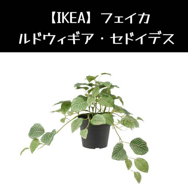 IKEA(イケア)の【IKEA】フェイカ　ルドウィギア・セドイデス インテリア/住まい/日用品のインテリア小物(置物)の商品写真