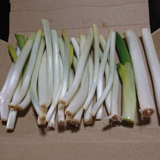 ✳️西田白ネギＢ品✳️パケット便(野菜)