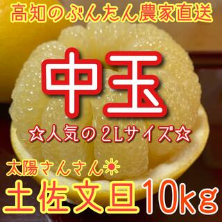 土佐文旦 ぶんたん 柑橘 10kg 2Lサイズ(フルーツ)