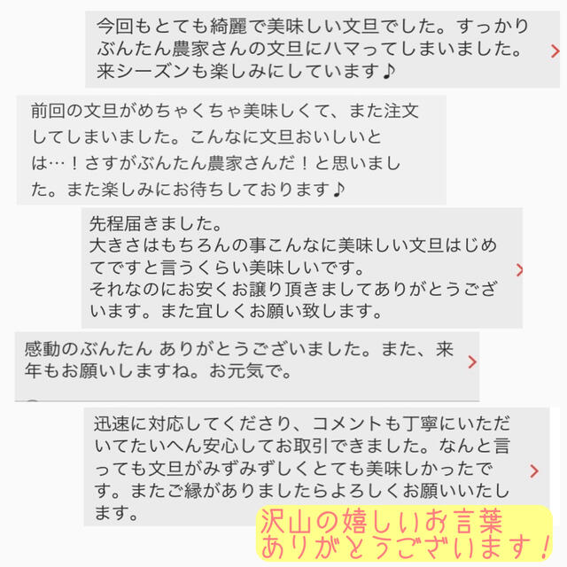 土佐文旦 ぶんたん 柑橘 10kg Lサイズ　☆セール中☆ 食品/飲料/酒の食品(フルーツ)の商品写真