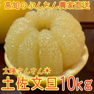 土佐文旦 ぶんたん 柑橘 10kg Lサイズ　☆セール中☆(フルーツ)