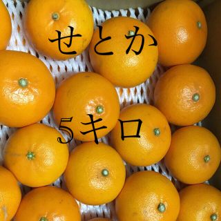 せとか　5キロ(フルーツ)