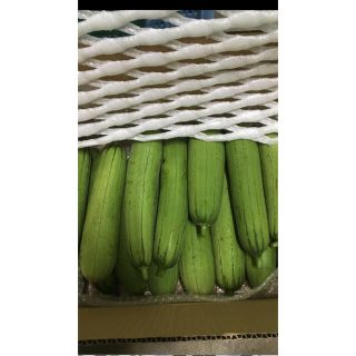 お得用　沖縄県産　ハウスへちまEM栽培10kg(野菜)