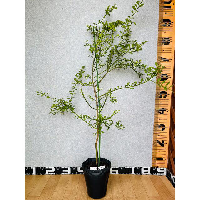 プチプチし 花芽着き/接木苗 フィンガーライム苗 高さ100センチ 4.5号 ...