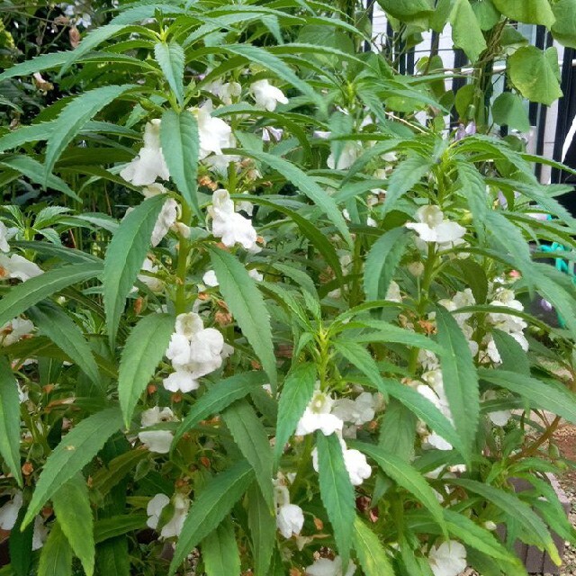 鳳仙花(ほうせんか)　白色の種　100粒 ハンドメイドのフラワー/ガーデン(その他)の商品写真