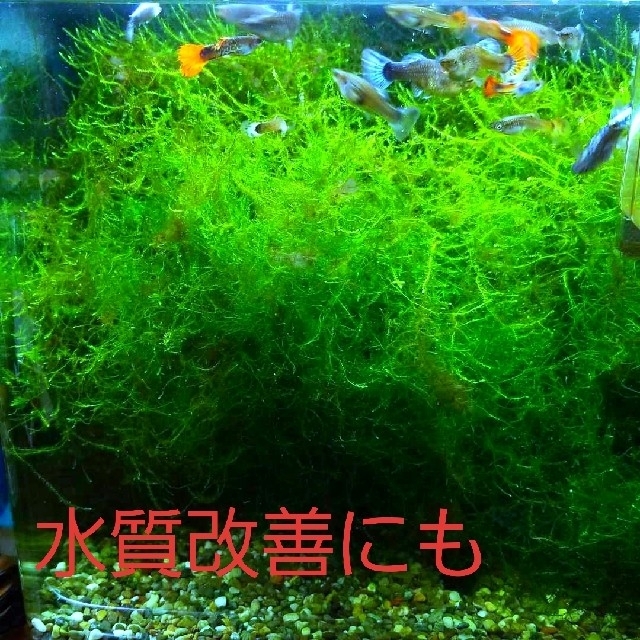 春のコレクション 南米ウィローモス 10g メダカ ミナミヌマエビの水槽レイアウトに 20 ウィローモス10g