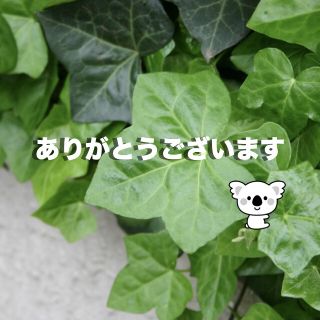 専用　ペット服ドット柄　オレンジＬ1ホワイトＬ1　合計２点(犬)