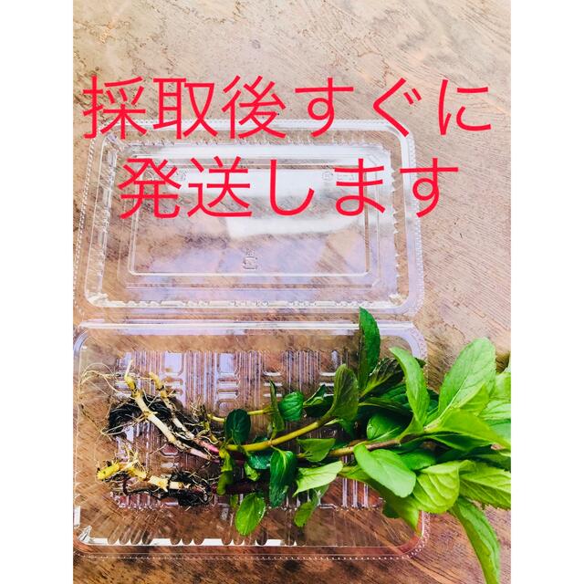 日本ハッカ あかまる　抜き苗 ハンドメイドのフラワー/ガーデン(その他)の商品写真