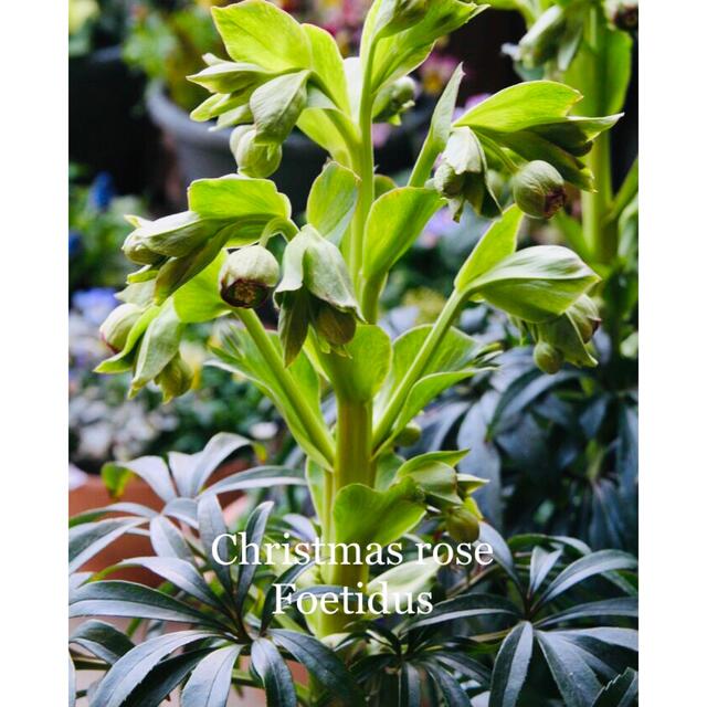 クリスマスローズ フェチダス 抜き苗 希少の通販 By Flower S Shop ラクマ クリスマスローズ フェチダス 抜き苗 希少の通販 By Flower S Shop ラクマ