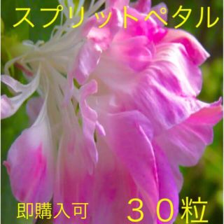 朝顔　種　スプリットペタル　ピンク色　３０粒(その他)