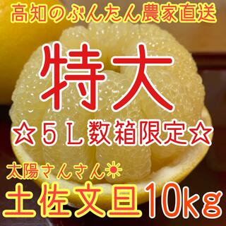 土佐文旦 ぶんたん 柑橘 10kg 5Lサイズ(フルーツ)