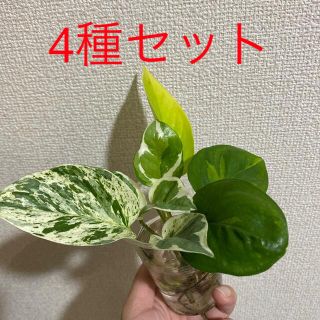 ポトス　4種セット(その他)