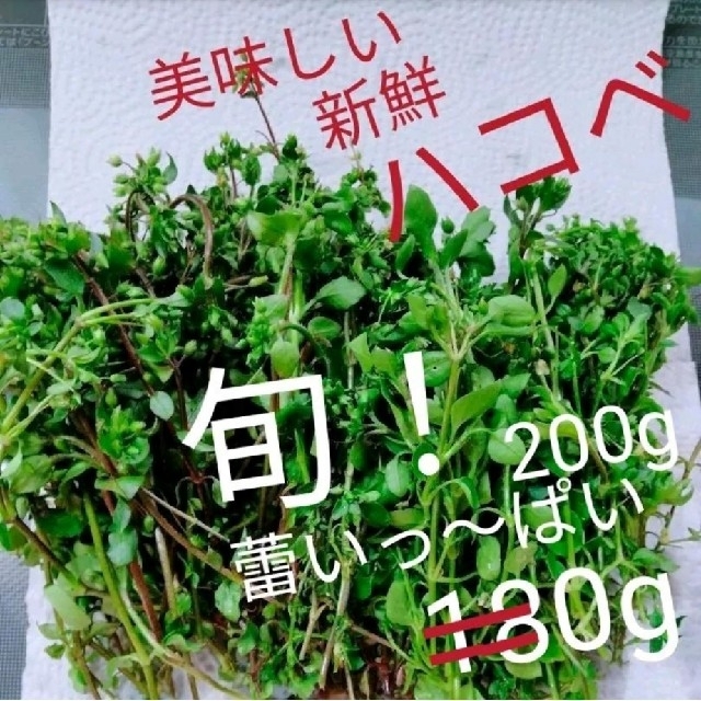 ハコベ 200g ハコベ摘み菜200g