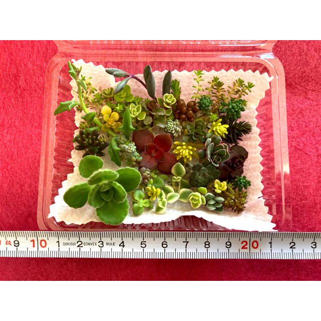 【A様専用】多肉植物 セダム カット苗 25種類 2パック ハンドメイドのフラワー/ガーデン(その他)の商品写真