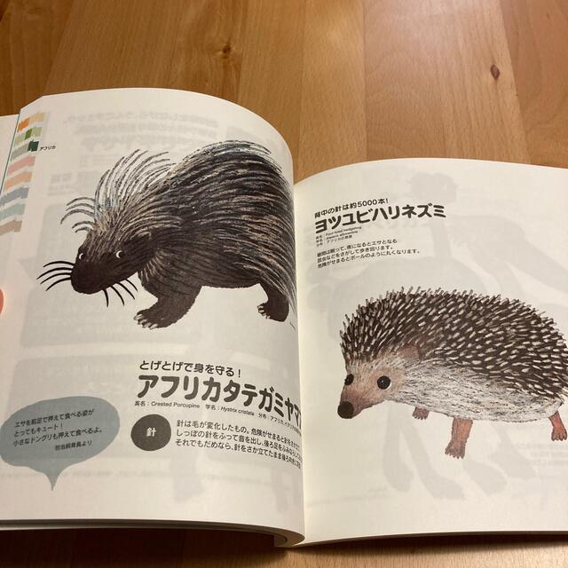 熊本市立動植物園　公式ガイドブック　どうぶつえんのどうぶつたち エンタメ/ホビーの本(絵本/児童書)の商品写真