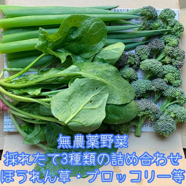 無農薬野菜＊採れたて3種類の詰め合わせ＊野菜セット＊ほうれん草・ブロッコリー 食品/飲料/酒の食品(野菜)の商品写真