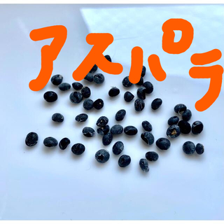 アスパラガスの種　50粒　青森県産　(野菜)