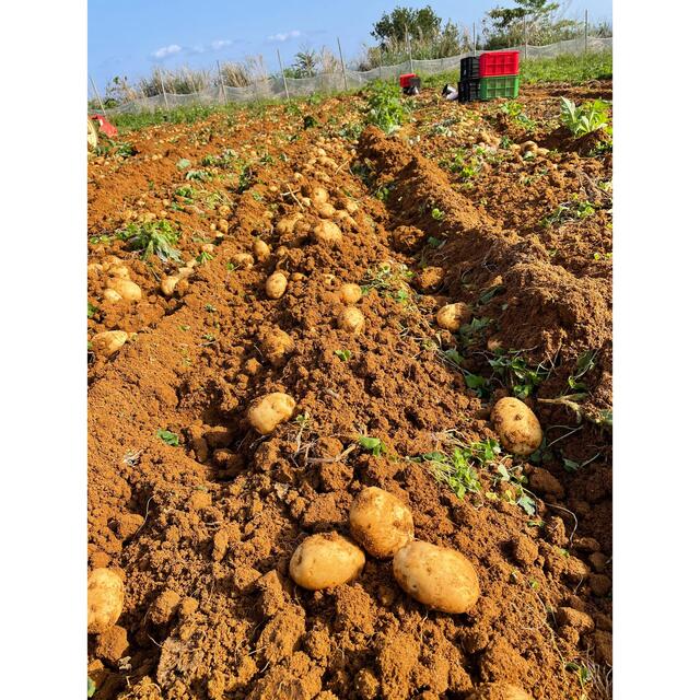 子玉 3キロ 産地直送　徳之島 産　馬鈴薯　ジャガイモ　新 じゃがいも　 食品/飲料/酒の食品(野菜)の商品写真