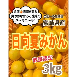 【数量限定❣️宮崎県の特産品】日向夏3㎏/みかん　果物　柑橘　蜜柑　きんかん(フルーツ)