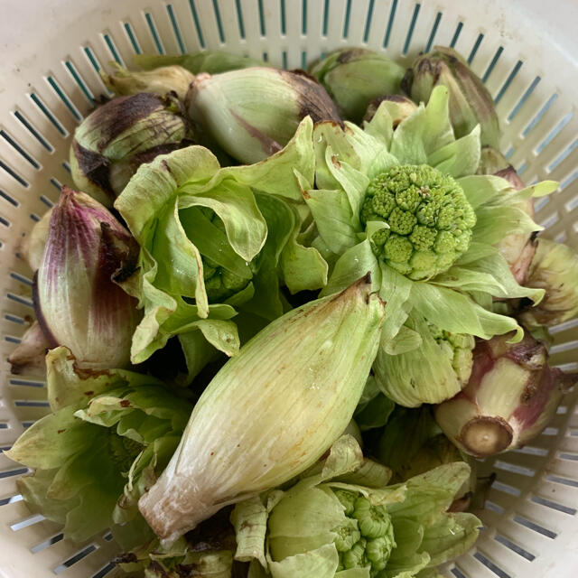 ふきのとう　岩手県産　天然物　300g 食品/飲料/酒の食品(野菜)の商品写真