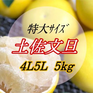 土佐文旦特大5kg(フルーツ)