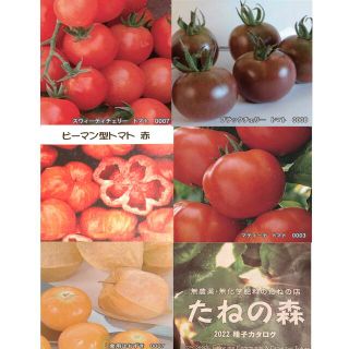 トマトの種4種類　固定種　おまけ付き(野菜)