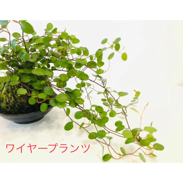 ワイヤープランツ　切り茎 ハンドメイドのフラワー/ガーデン(その他)の商品写真