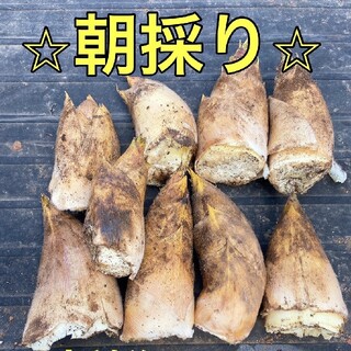 予約様専用　タケノコ2キロ(野菜)